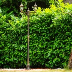 Ribadeo Kandelaber Schwarz-Gold, 2-flammig -Lampe Verkäufe ribadeo kandelaber h169194 4